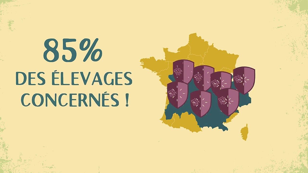 Gérer le parasitisme par les SGI pour maintenir le pâturage herbager en élevage caprin
